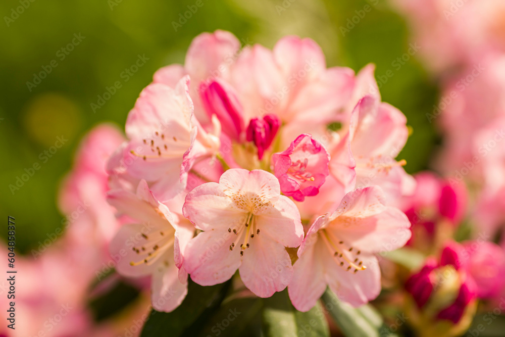 Fototapeta premium rhododendron