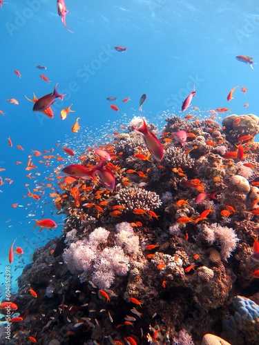Blue hole fish and coral reef at red sea egypt