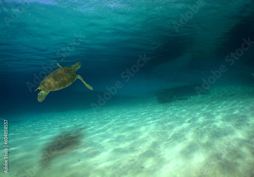 a beautiful green turtle in its natural environment in the caribbean sea