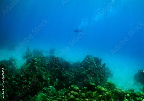 a beautiful underwater setting in the crystal clear waters of the caribbean sea