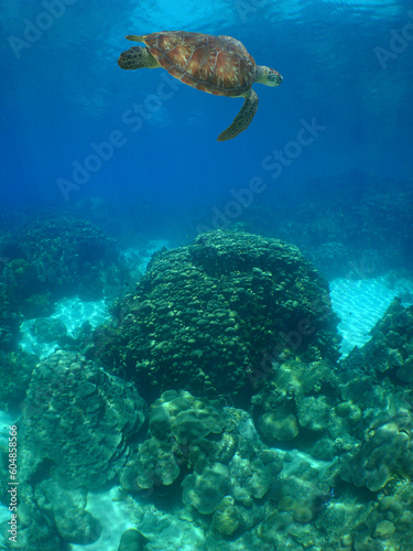a beautiful green turtle in its natural environment in the caribbean sea © gustavo