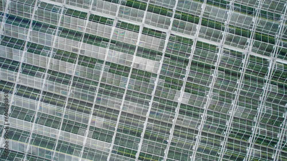 Stunning drone shot captures large-scale tomato cultivation in greenhouse Stunning drone shot captures large-scale tomato cultivation in greenhouse