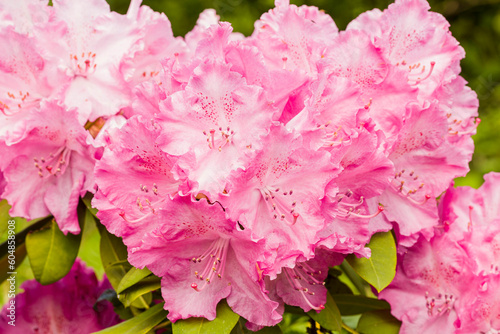 rhododendron