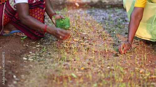 Female hands plucking the seedlings or shoots carefully from the wet ground