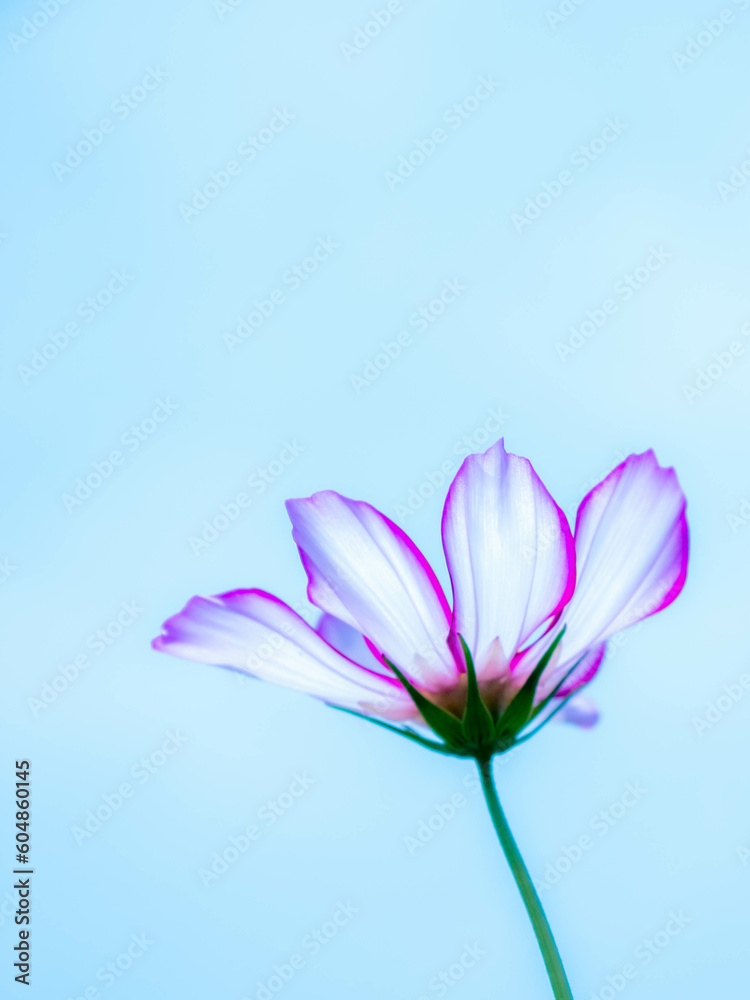 コスモスの花 コスモスの花