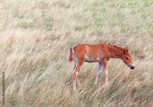 Foal among the dry grass . Colt at the summer pasture