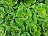 Pistia or Water Lettuce floating in the water. Small aquatic weed Leaves covered with hairs on both sides. Green leaf base is soft like sponge. Is plant whose roots can absorb toxic substances well.
