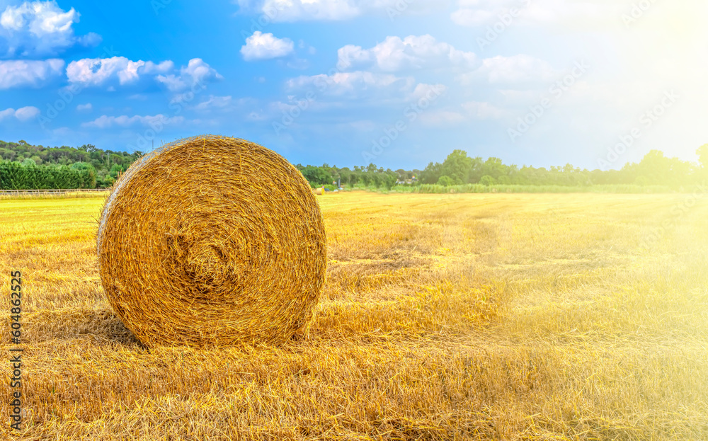 Roll of hay on a field with blue sky in soft sunlight Roll of hay on a field with blue sky in soft sunlight