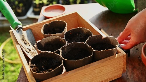 Close-up wooden crate with biodegradable peat pots full of fertilized black soil and farmer hands, sowing tomato seeds at spring planting season. Cultivating organic homegrown vegetables. Eco farming photo