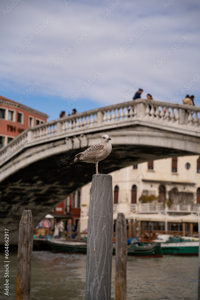 Close-up of a seagull resting on a stick in Venice