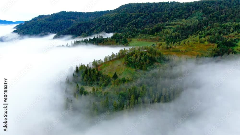 Live camera zoom in to evergreen coniferous forest covered in white clouds. Aerial view of green trees growing in Carpathian mountains in the morning Live camera zoom in to evergreen coniferous forest covered in white clouds. Aerial view of green trees growing in Carpathian mountains in the morning