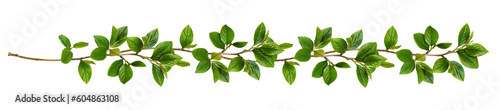 Twigs with green leaves in a floral waved garland isolated on white or transparent background