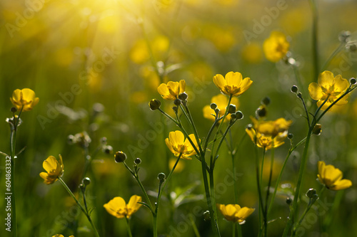 Wild yellow flower on the field