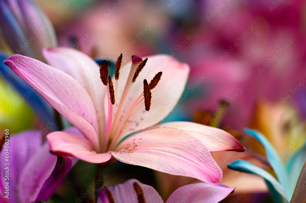Fototapeta premium multi-colored lily close-up