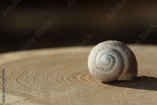 An empty snail shell on wood slice. 