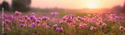 Verbena Field Blurred Sunrise Banner Background. Generative AI