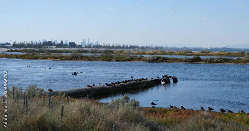 Beautiful wetlands with a variety of wild birds on water in Altona Foreshore Reserve, Melbourne’s CBD skylines in the distance. Concept of natural habitat in urban area and environmental protection. Beautiful wetlands with a variety of wild birds on water in Altona Foreshore Reserve, Melbourne’s CBD skylines in the distance. Concept of natural habitat in urban area and environmental protection.