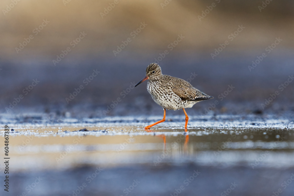 Common redshank or redshank (Tringa totanus) looking for food in the wetlands.
Common redshank or redshank (Tringa totanus) looking for food in the wetlands.