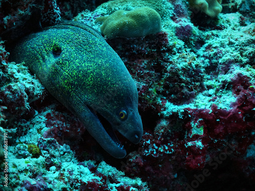 Moray Augusti fish green spotted coming out of his den in Thailand - under water shot © Elmer Laahne PHOTO