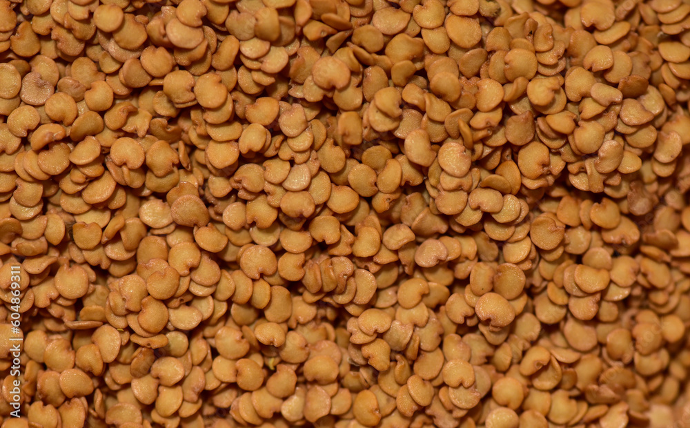 dried eggplant seed surface Seed Idea For Farmer Agriculture Background Design