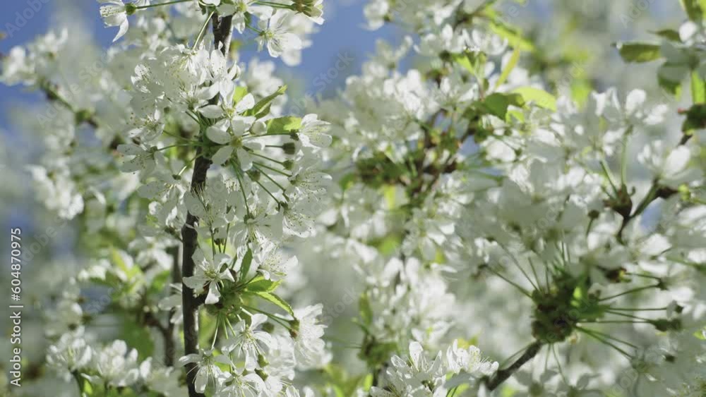 A large flow of flowering hyacinth trees. Beautiful background of spring flowers in the rays of the sun. High quality 4k footage A large flow of flowering hyacinth trees. Beautiful background of spring flowers in the rays of the sun. High quality 4k footage