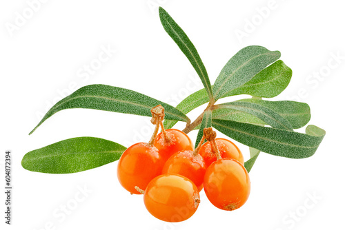 Sea buckthorn isolated on white background, full depth of field photo