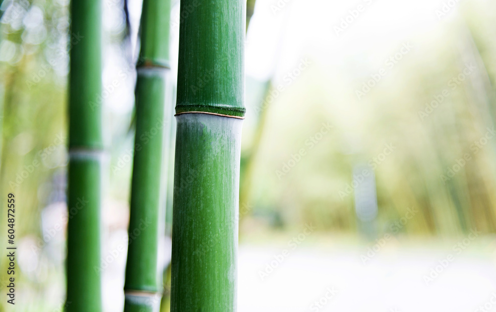 Obraz premium Green bamboo forest for background