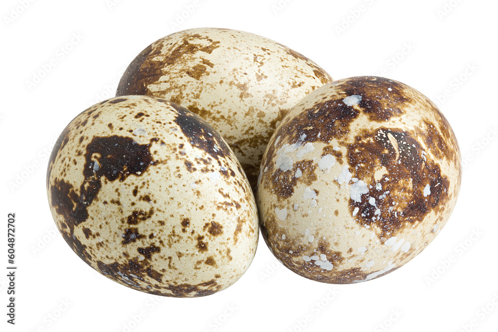 quail egg, isolated on white background, full depth of field quail egg, isolated on white background, full depth of field