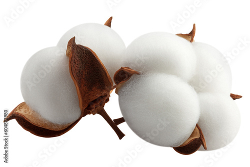 Fotografie Cotton flower isolated on white background, full depth of field