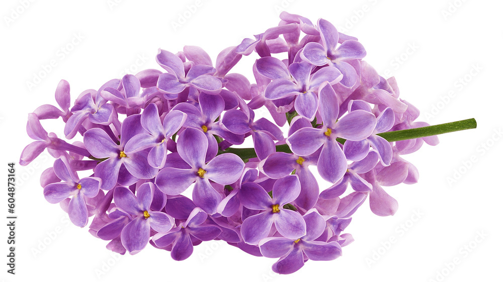 lilac flower isolated on white background, full depth of field