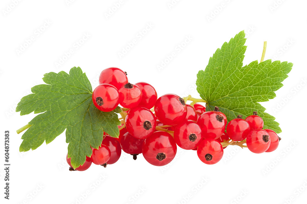 Red currant isolated on white background, full depth of field Red currant isolated on white background, full depth of field
