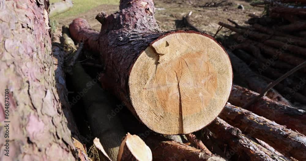 a pile of sawn wood after deforestation, harvesting of wood on the territory of the forest for subsequent delivery to the enterprise a pile of sawn wood after deforestation, harvesting of wood on the territory of the forest for subsequent delivery to the enterprise