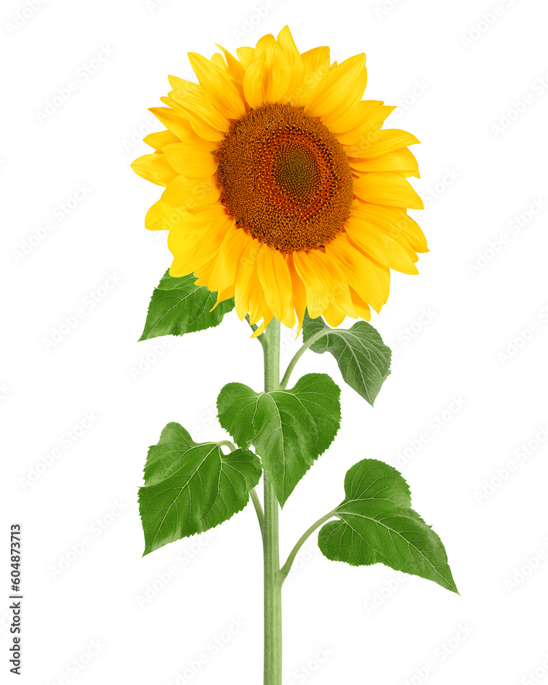Obraz premium sunflower, isolated on white background, full depth of field