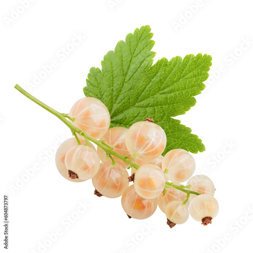 white currant isolated on white background, full depth of field photo