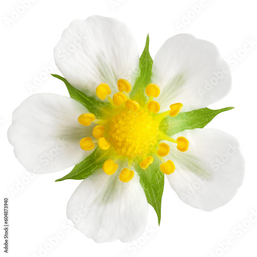 Strawberry Flower isolated on white background  full depth of field