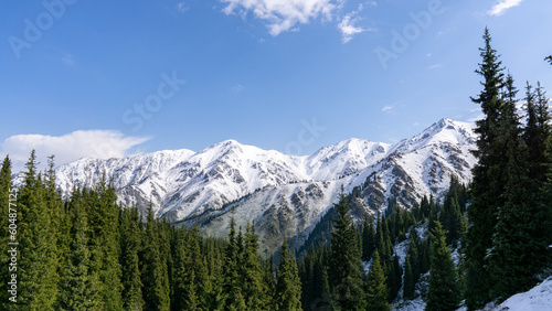 beautiful mountain gorge. forest in the mountains. green forest on the background of snowy mountain peaks