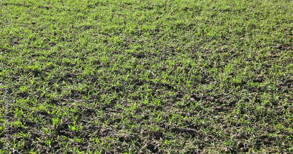 green wheat sprouts in early spring, green winter wheat in the field in sunny weather in early spring green wheat sprouts in early spring, green winter wheat in the field in sunny weather in early spring
