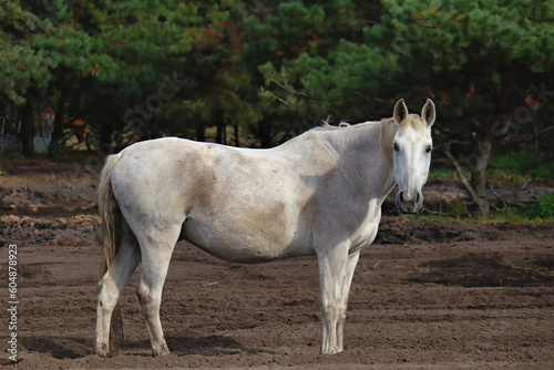 Ko   na wybiegu w stadninie koni w Borach Tucholskich.