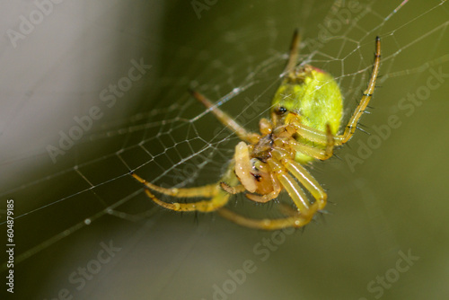 Fotobehang petite araignée verte sur sa toile