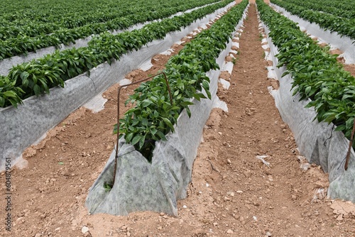 Pimientos con mantas térmicas