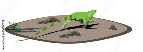 Isolated Iguana walking on the ground on a white background.vector EPS10

