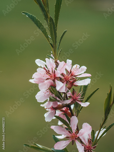 Flowering shrub, tree with pink flowers. Low almond blossoms in spring. Close-up of flowers and blurred background.