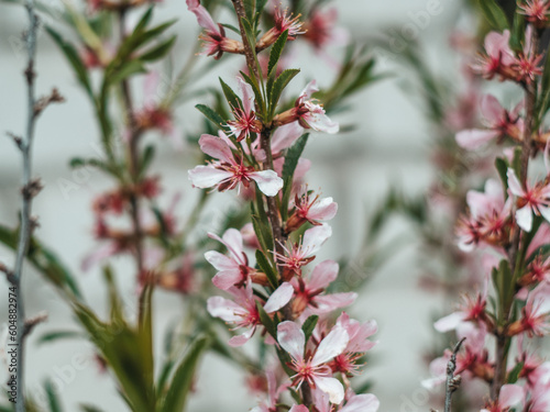 Flowering shrub, tree with pink flowers. Low almond blossoms in spring. Close-up of flowers and blurred background.
