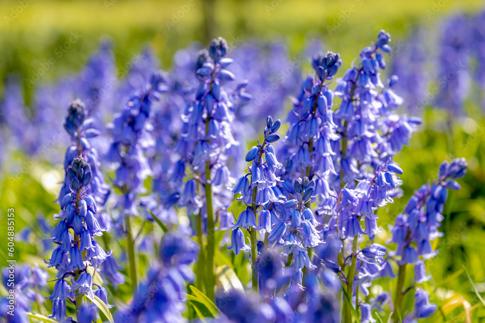 Obraz premium Selective focus of Spanish bluebell flowers, Hyacinthoides hispanica, Endymion hispanicus or Scilla hispanica is a spring-flowering bulbous perennial native to the Iberian Peninsula, Nature background