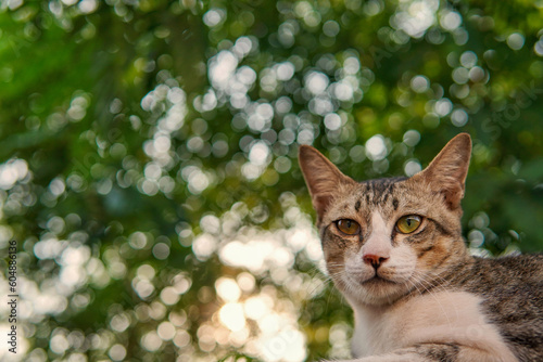 cat in the garden