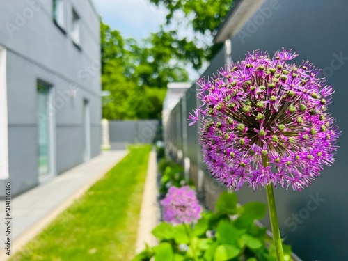 purple flowers in the garden