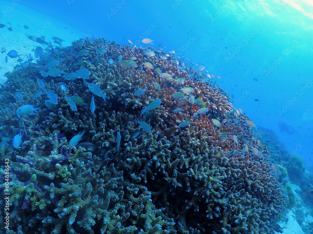 Obraz premium Hard coral and Blue Green Chromis in Zamami, Kerama