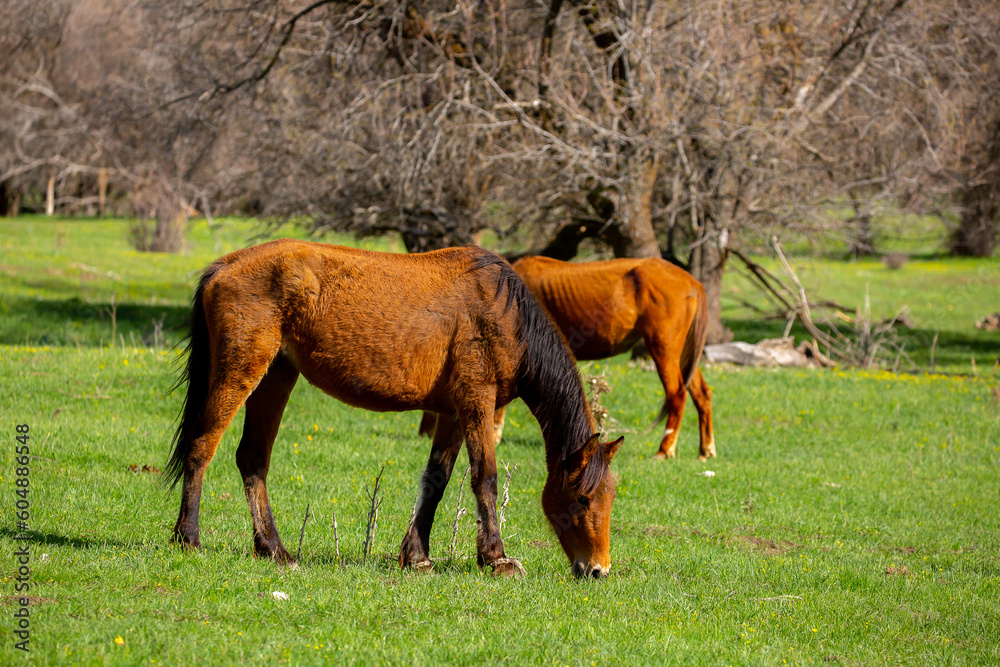Fototapeta premium Horse and newborn foal on the background of mountains, a herd of horses graze in a meadow in summer and spring, the concept of cattle breeding, with place for text.