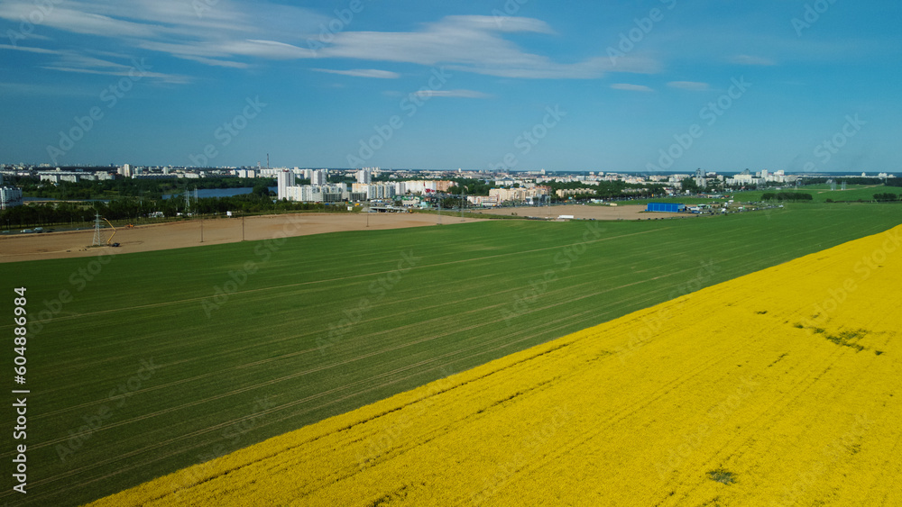 Obraz premium Border of two fields. Blooming yellow rapeseed and cereal sprouts. A city is visible on the horizon. Aerial photography.