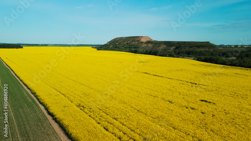 A field of blooming yellow rapeseed. At the edge of the field is a mothballed city dump. Aerial photography.
